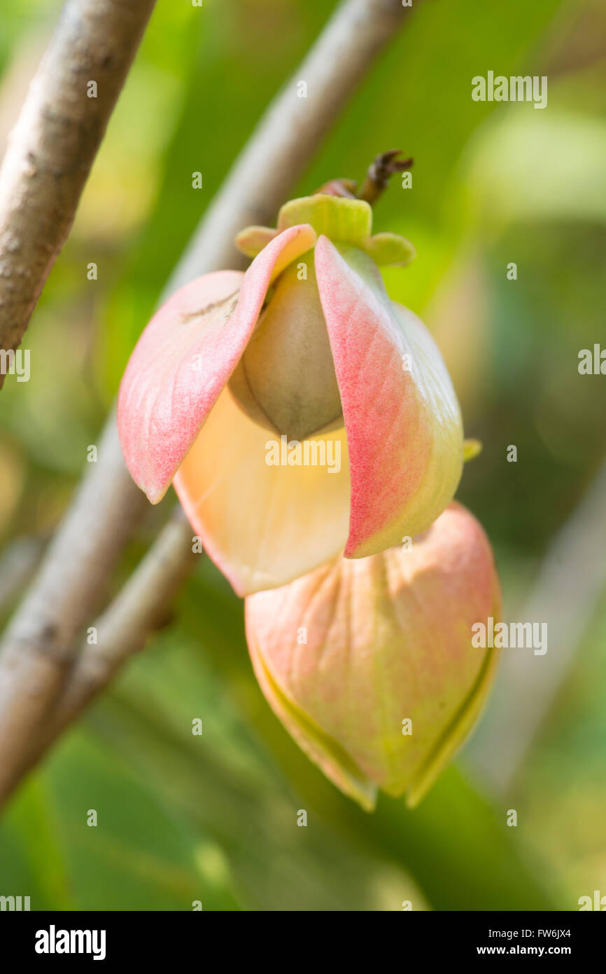 Thailand yellow flower tree hi-res stock photography and images - Alamy