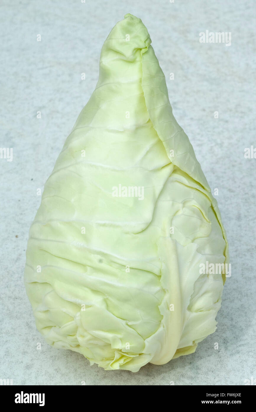 Spitzkohl, Spitzkraut, Weisskohl Stock Photo - Alamy