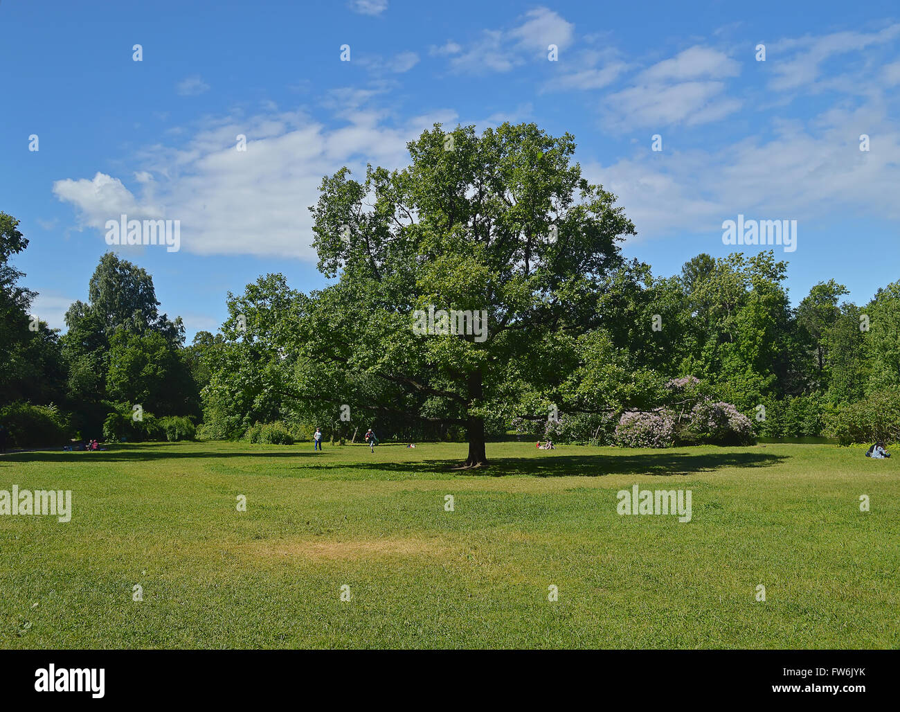 Summerly solar landscape in the park. Stock Photo