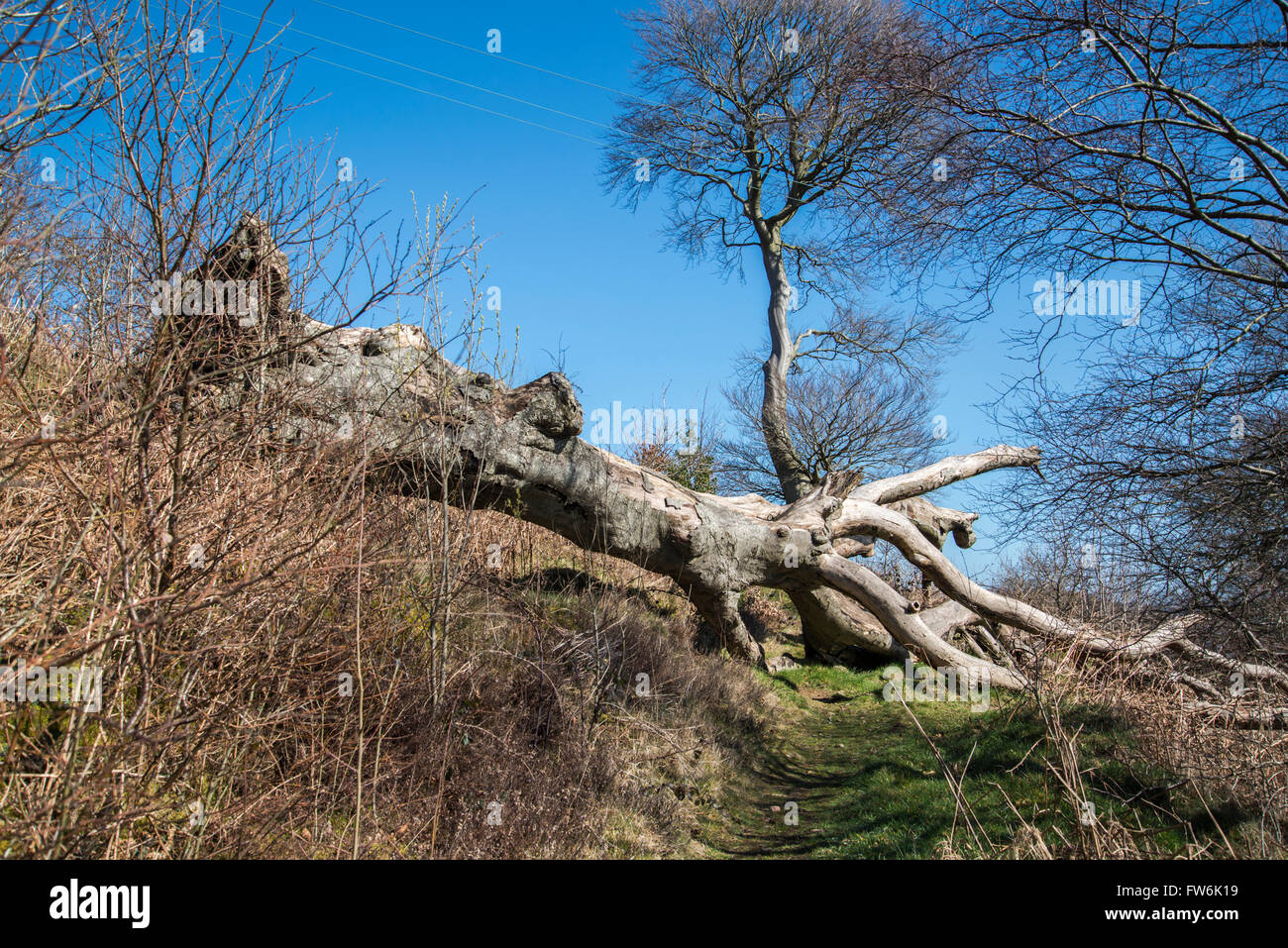 A fallen tree blocks a mountain path. Stock Photo