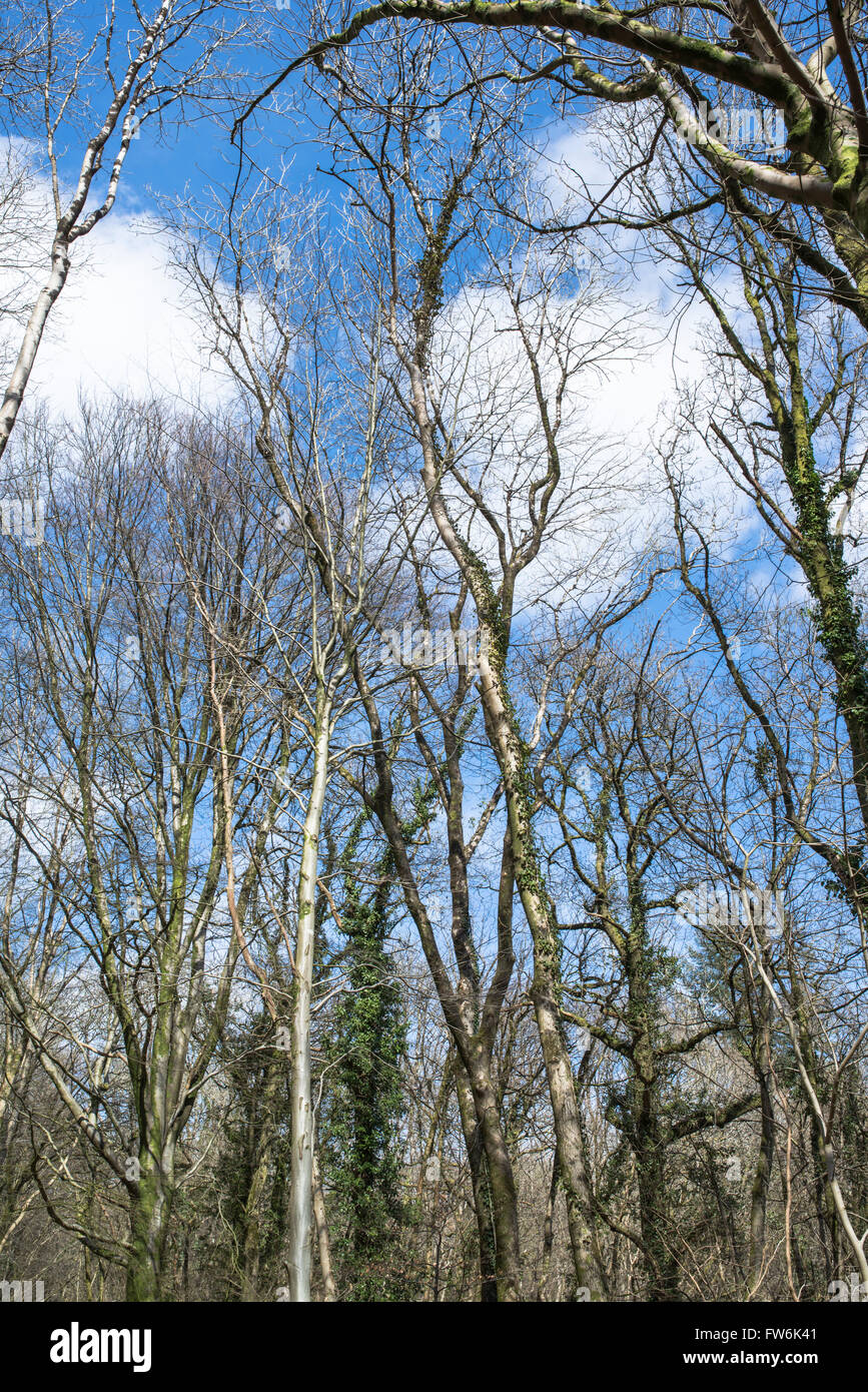 Winter tree tops set against a blue sky. Stock Photo