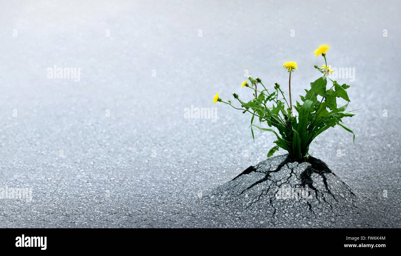 Plant emerging through asphalt against all odds. Symbol for natural forces and fantastic achievements. Copy space. Stock Photo