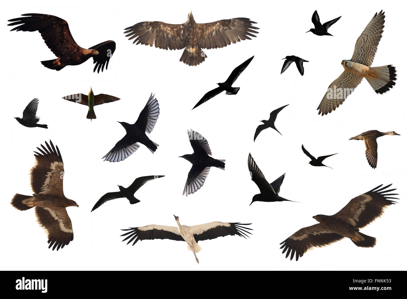 A number of birds isolated on white Stock Photo Alamy