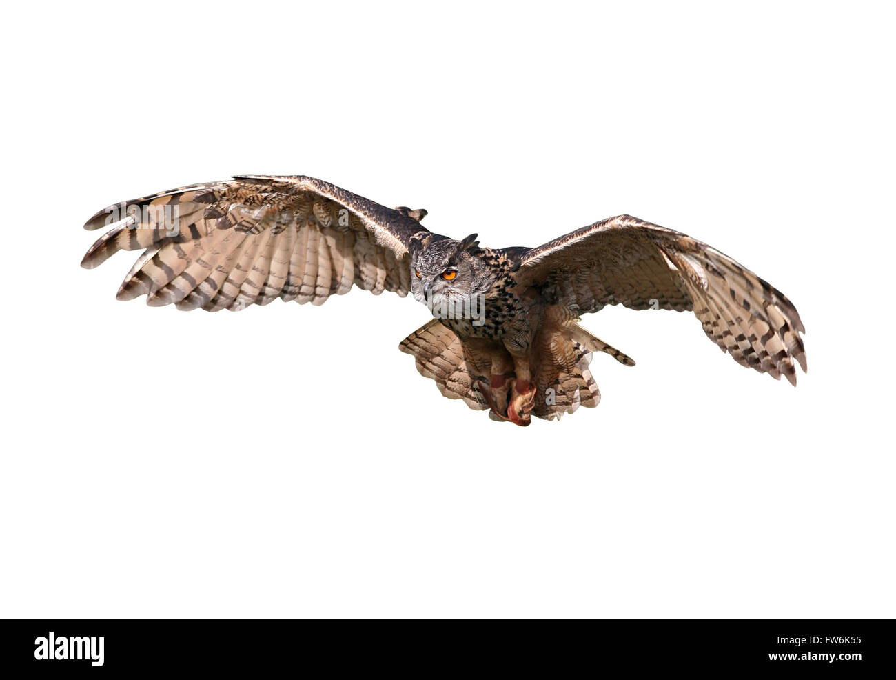 Flying owl isolated on white. Focused predator going to the kill Stock Photo