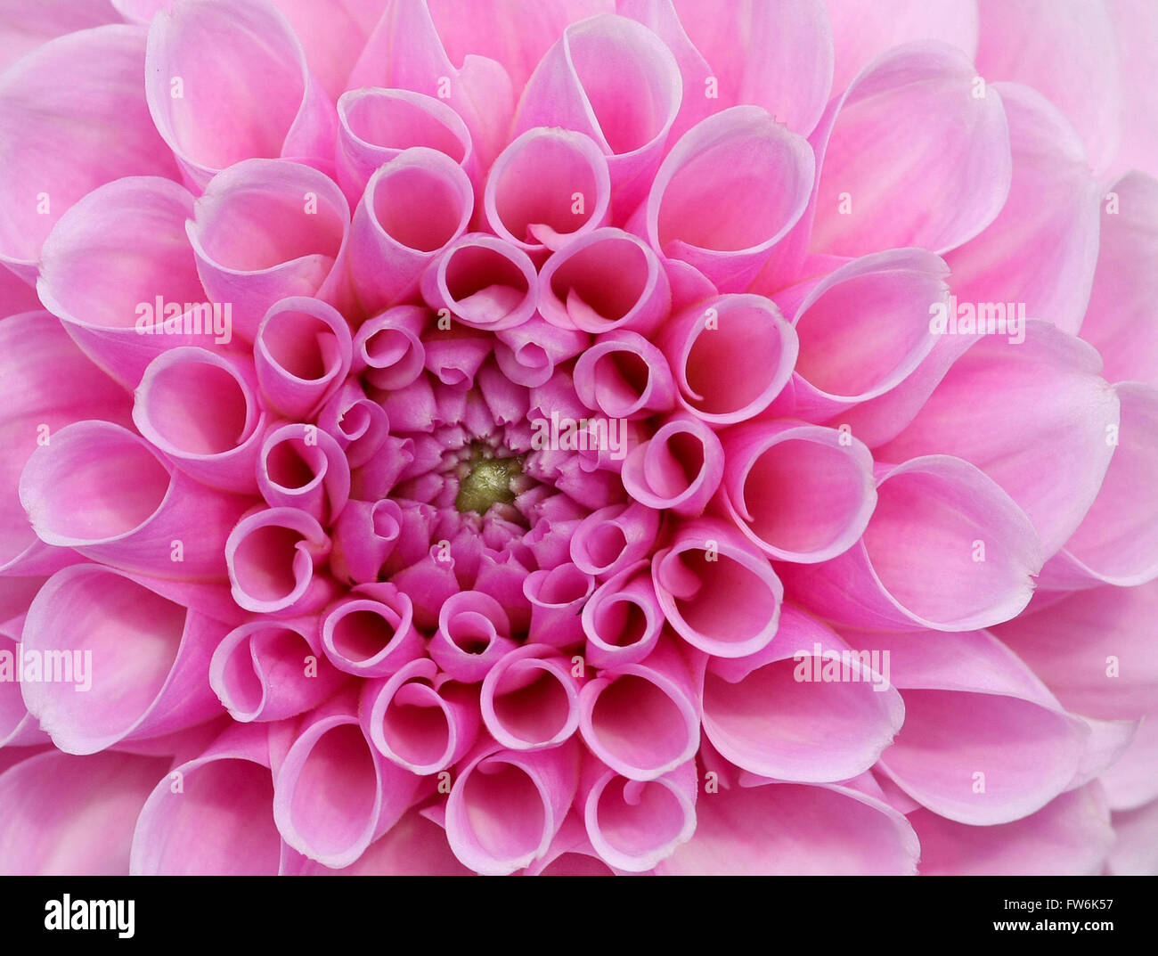 Pink rose flower petals in high detail. Stunningly beautiful and