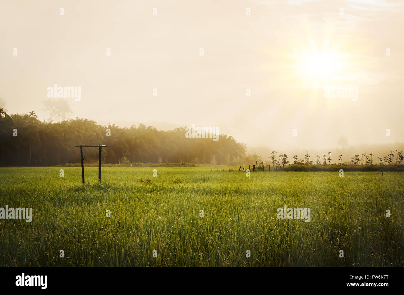 Green grass field with morning sky and over light the sun in the fog Stock Photo