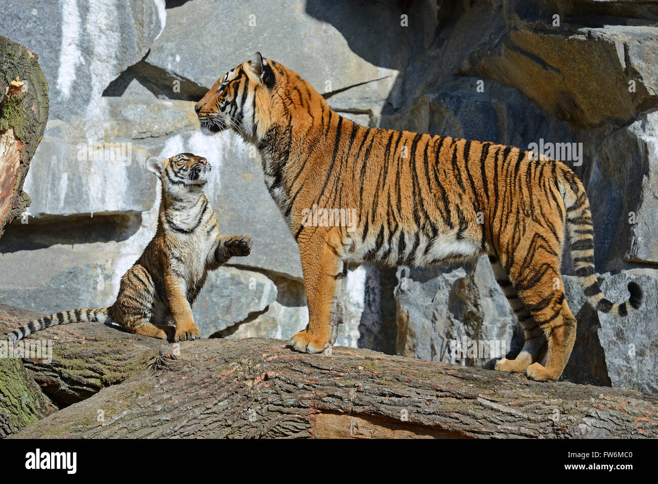 Hinterindischer Tiger (Panthera tigris corbetti) Weibchen mit Jungtier, Tierpark Berlin, Deutschland, Europa Stock Photo