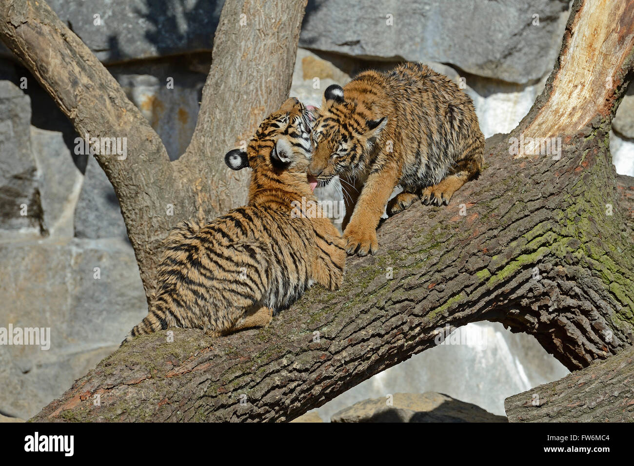 Hinterindischer Tiger (Panthera tigris corbetti) Jungtiere, Tierpark Berlin, Deutschland, Europa Stock Photo
