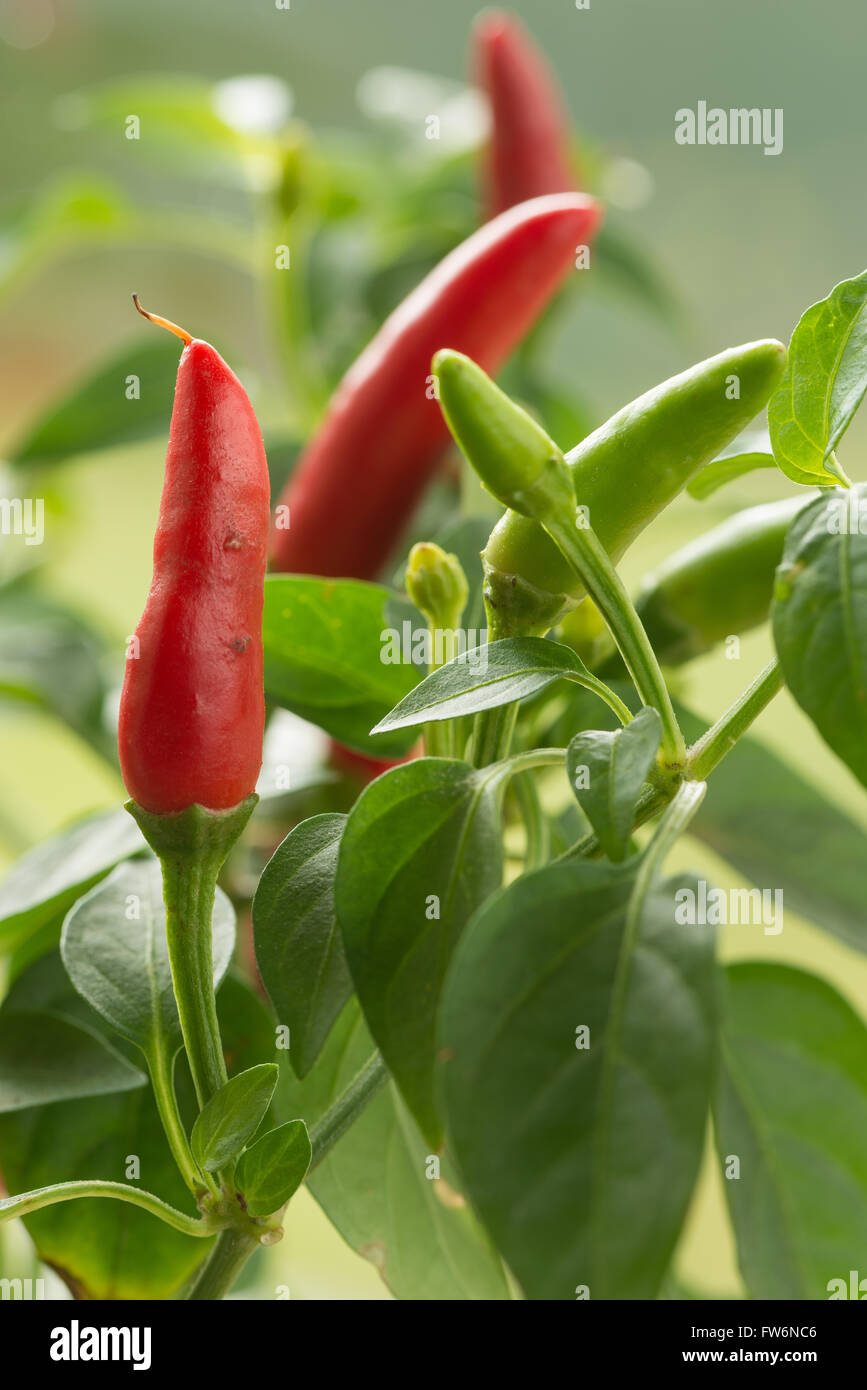 bright red hot ripening chili peppers  extremely hot for cooking curries spicing up meals Capsicum annuum Stock Photo