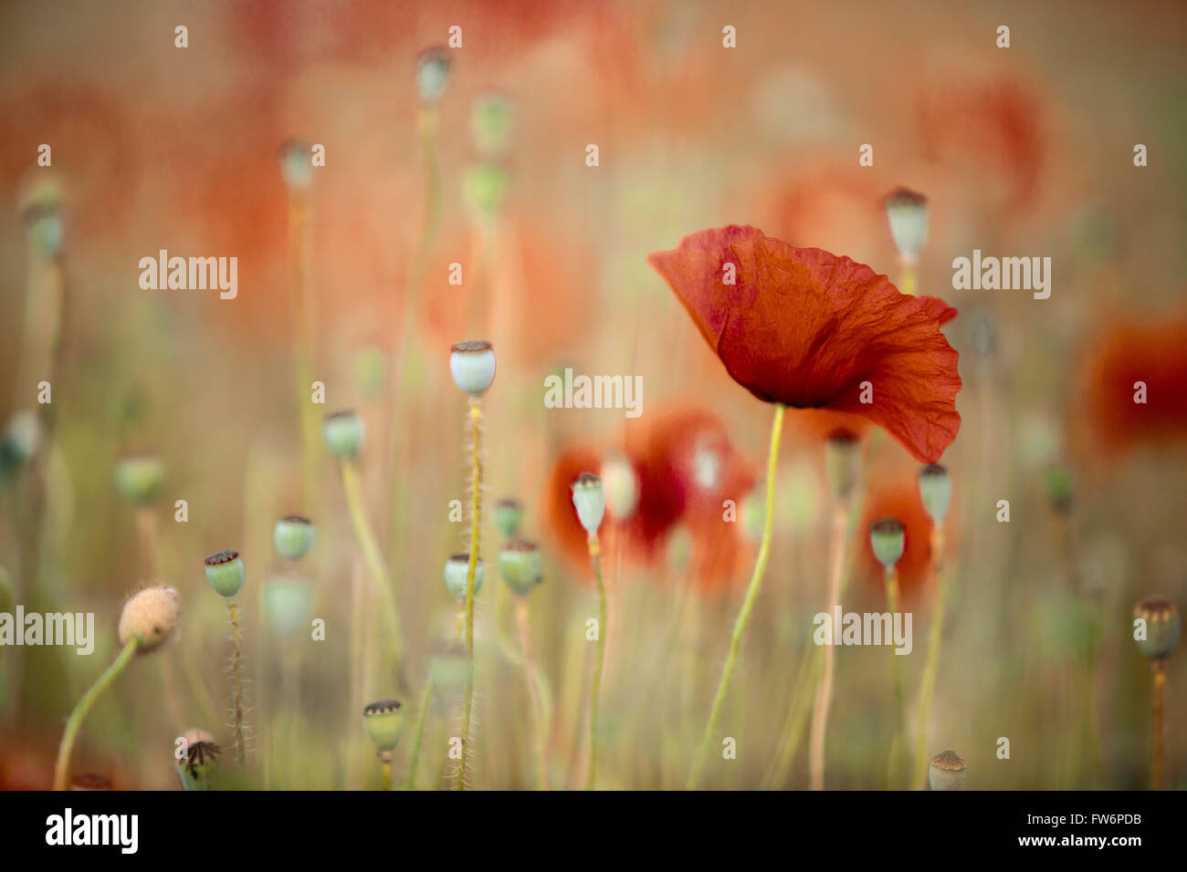 Bright red Poppy Flowers on Summer Meadow Stock Photo - Alamy