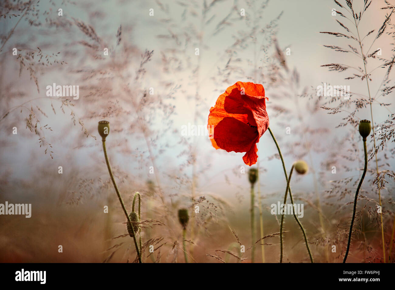 Bright red Poppy Flowers on Summer Meadow Stock Photo - Alamy