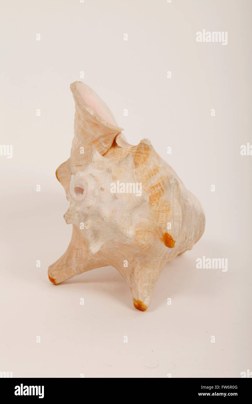 Conch shell. Conch horn Stock Photo Alamy