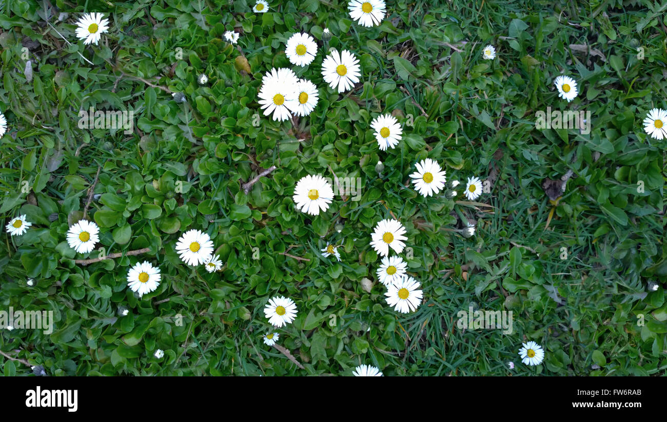 Spring seamless HD background, field with green grass and white daisies Stock Photo