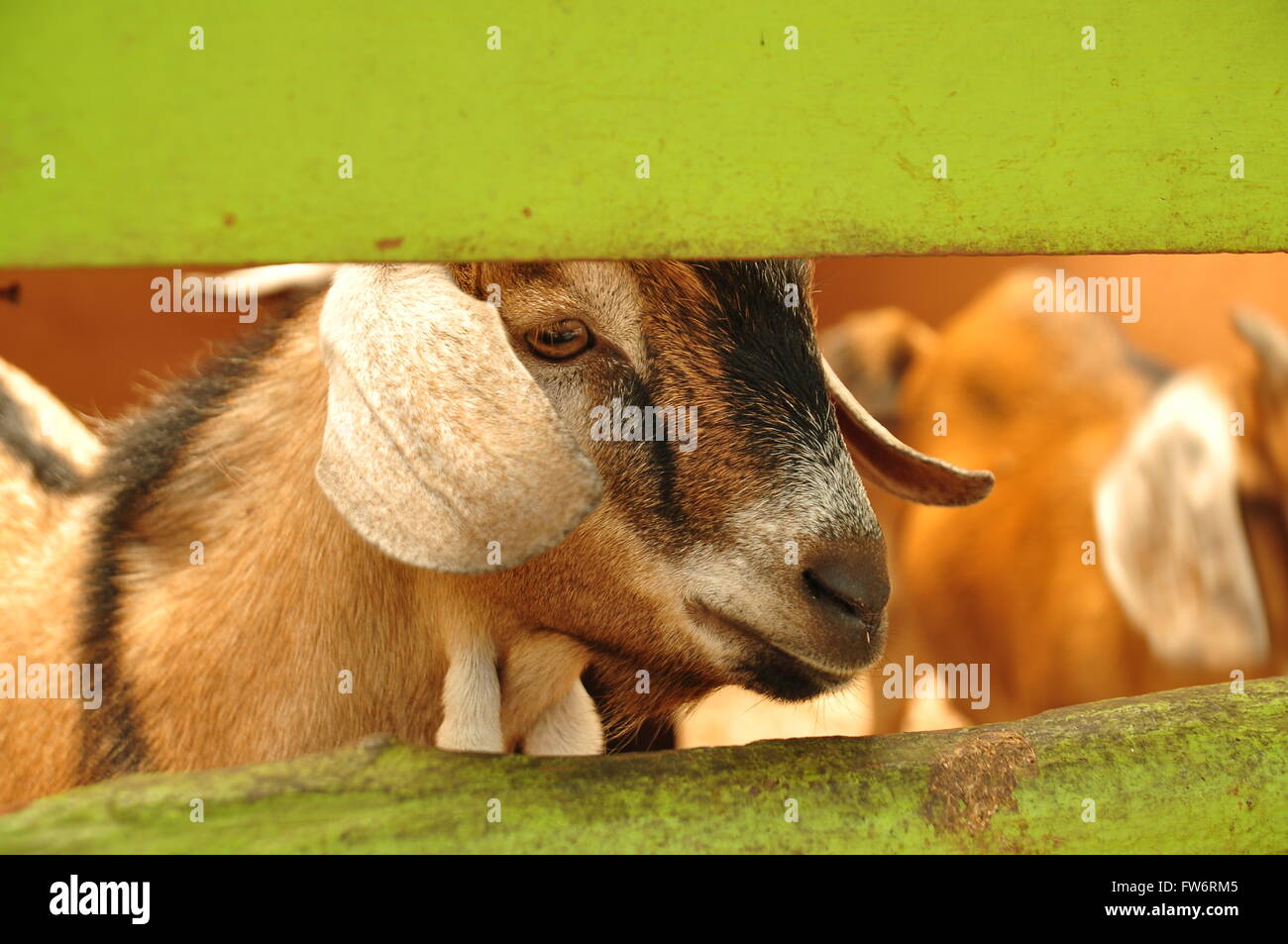 Goat in the fench Stock Photo