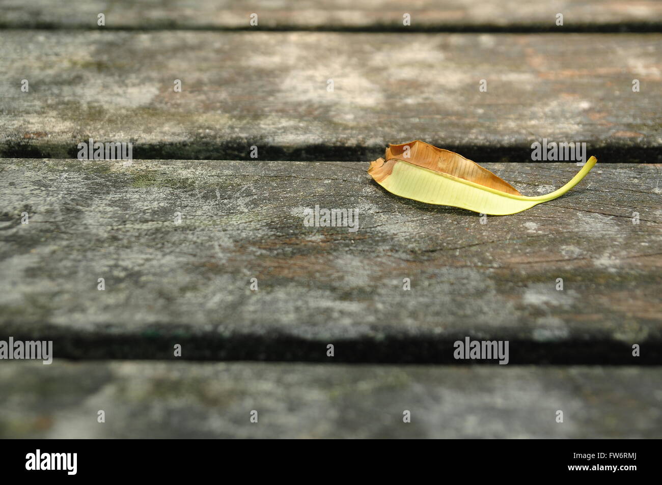 Half-dried leaf fell onto the wooden table Stock Photo