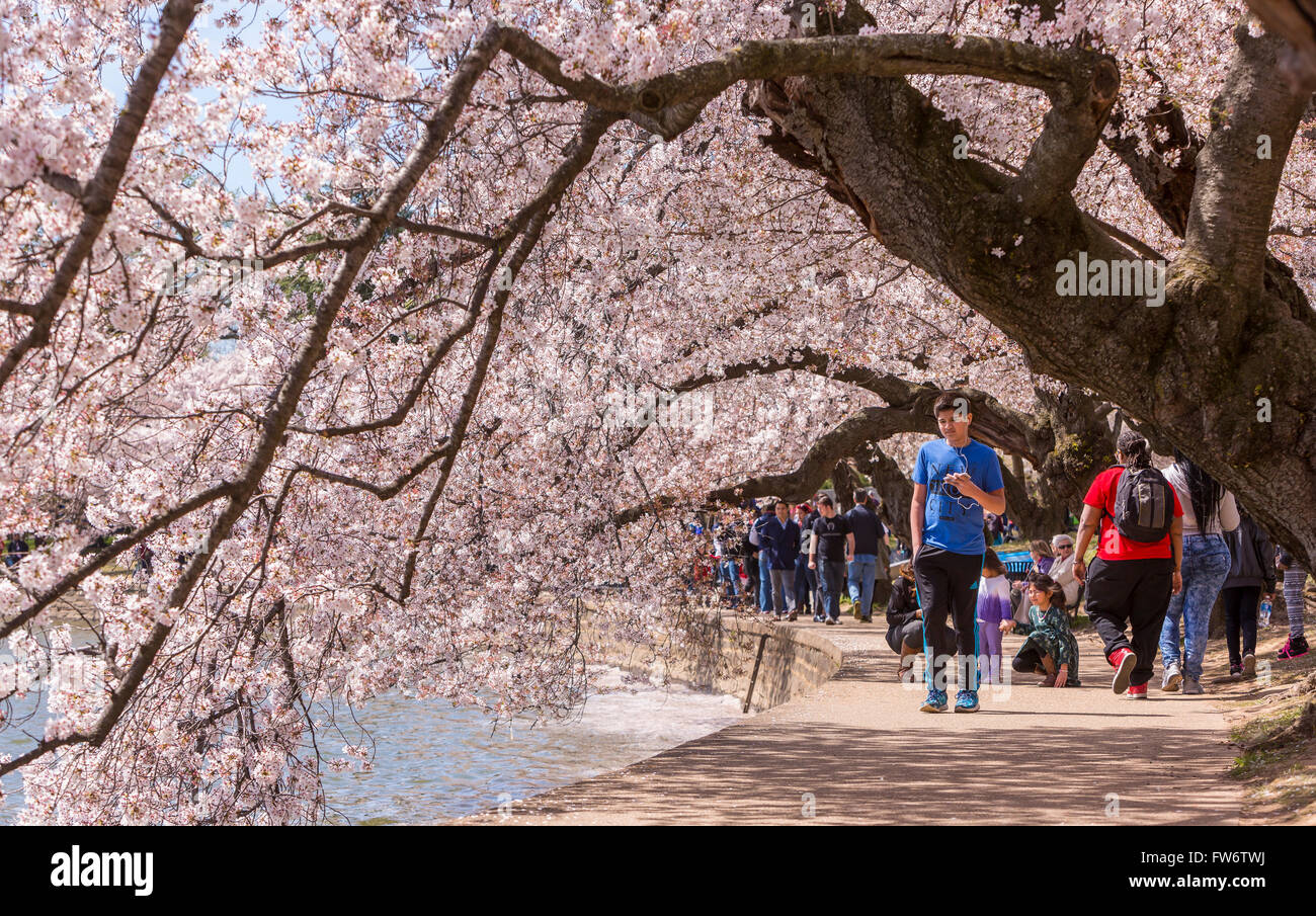 WASHINGTON, DC, USA - People enjoy cherry trees blossoms at Tidal Basin. Stock Photo