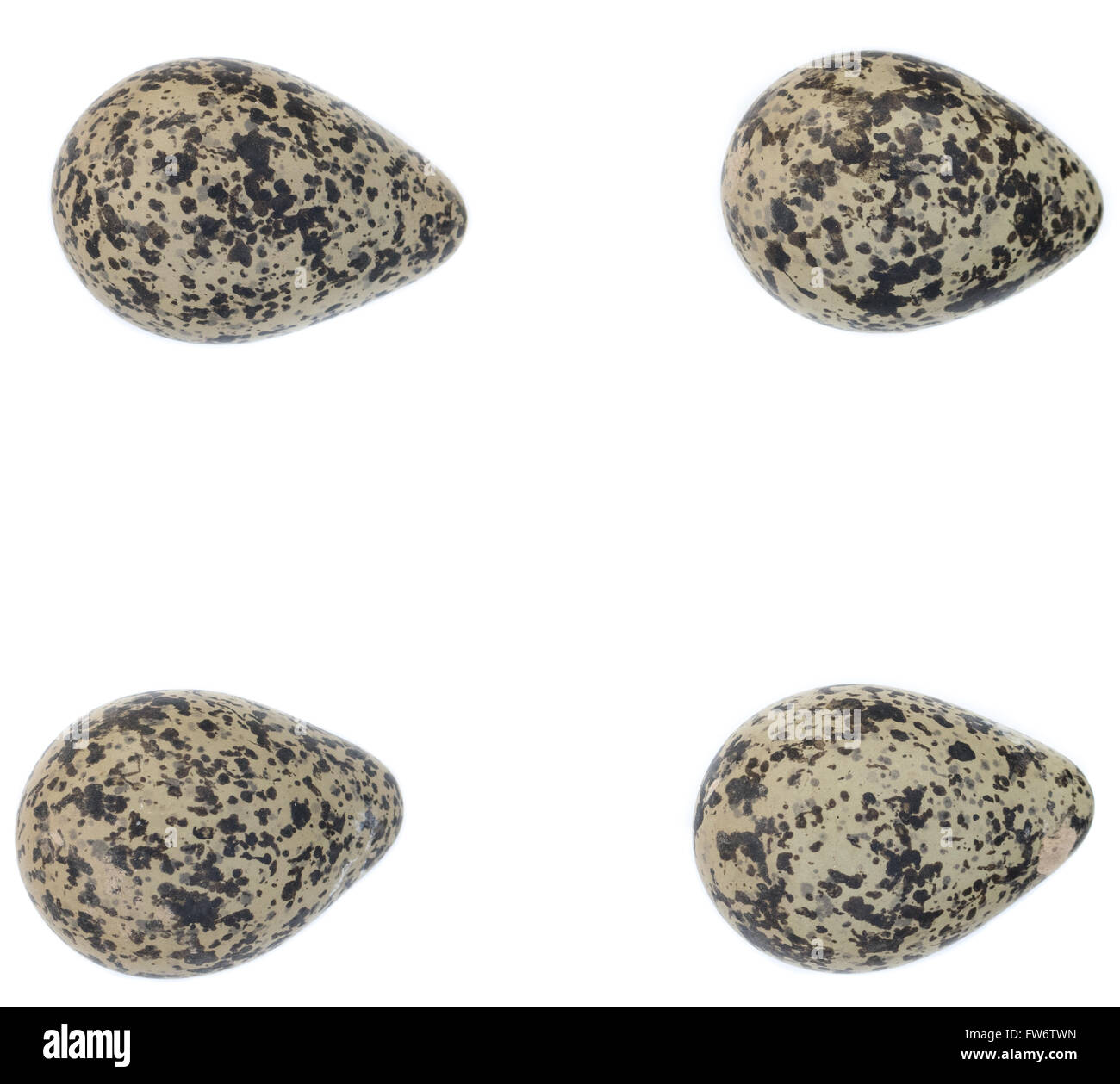 Vanellus vanellus. The eggs of the Lapwing in front of white background, isolated. Stock Photo