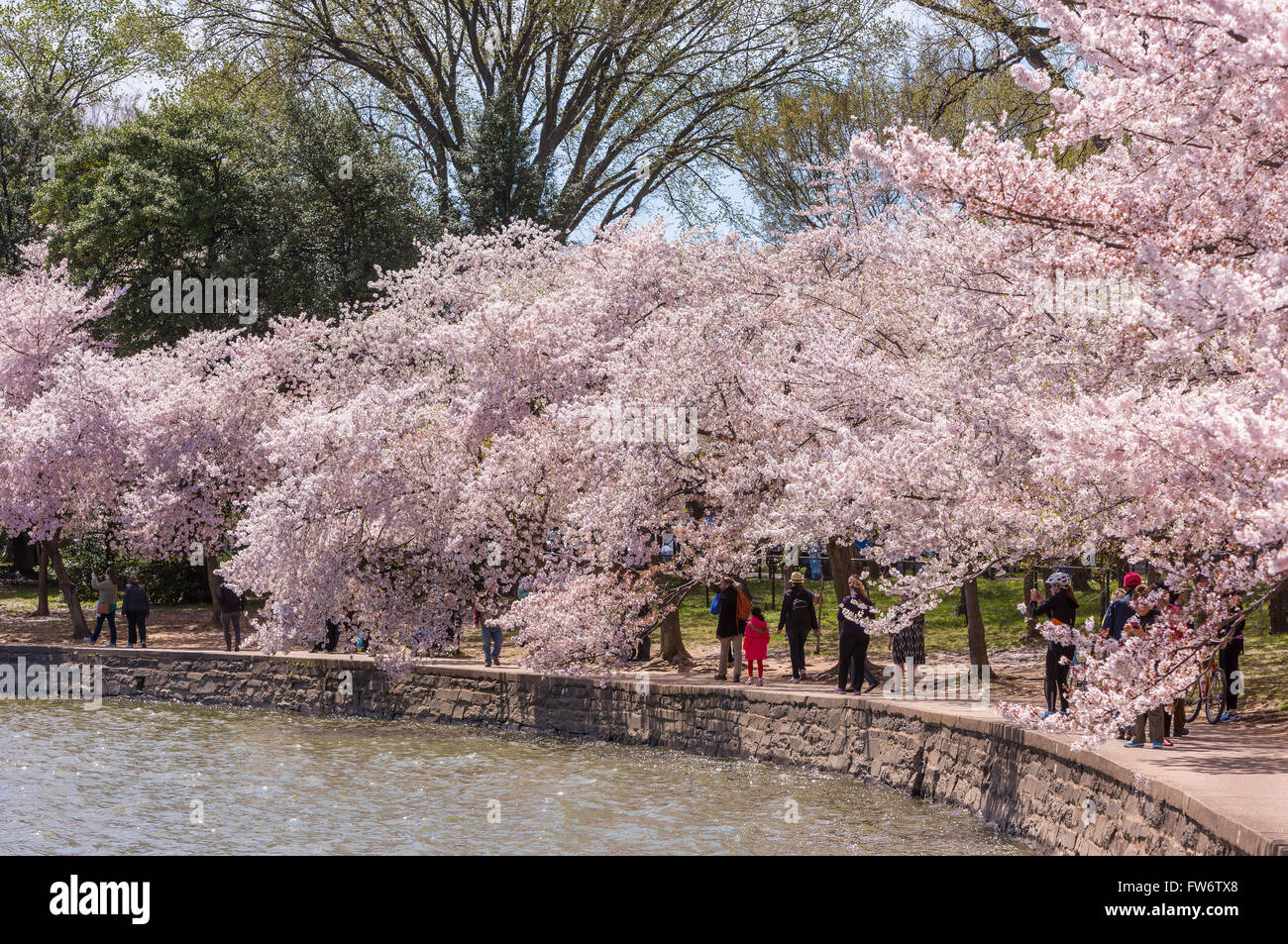 WASHINGTON, DC, USA - People enjoy cherry trees blossoms at Tidal Basin. Stock Photo