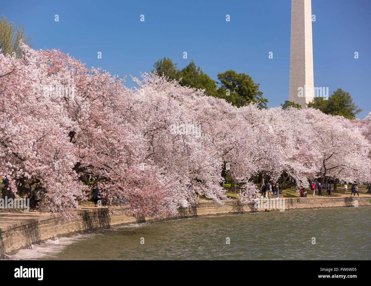WASHINGTON, DC, USA - Cherry trees blossoms at Tidal Basin and Washington Monument. Stock Photo