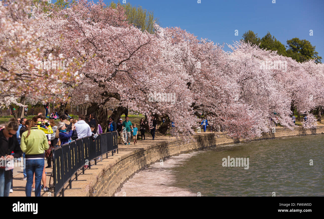 WASHINGTON, DC, USA - People enjoy cherry trees blossoms at Tidal Basin. Stock Photo