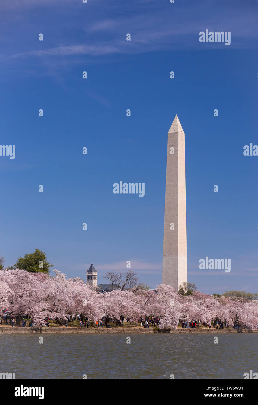 WASHINGTON, DC, USA - Cherry trees blossoms at Tidal Basin and Washington Monument. Stock Photo