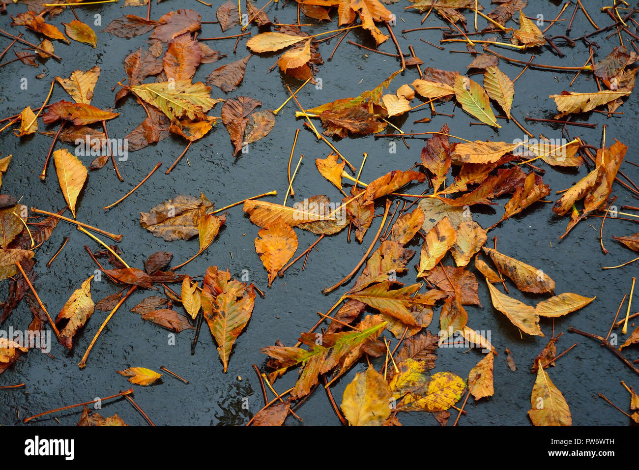 Wet leaves on tarmac hi-res stock photography and images - Alamy