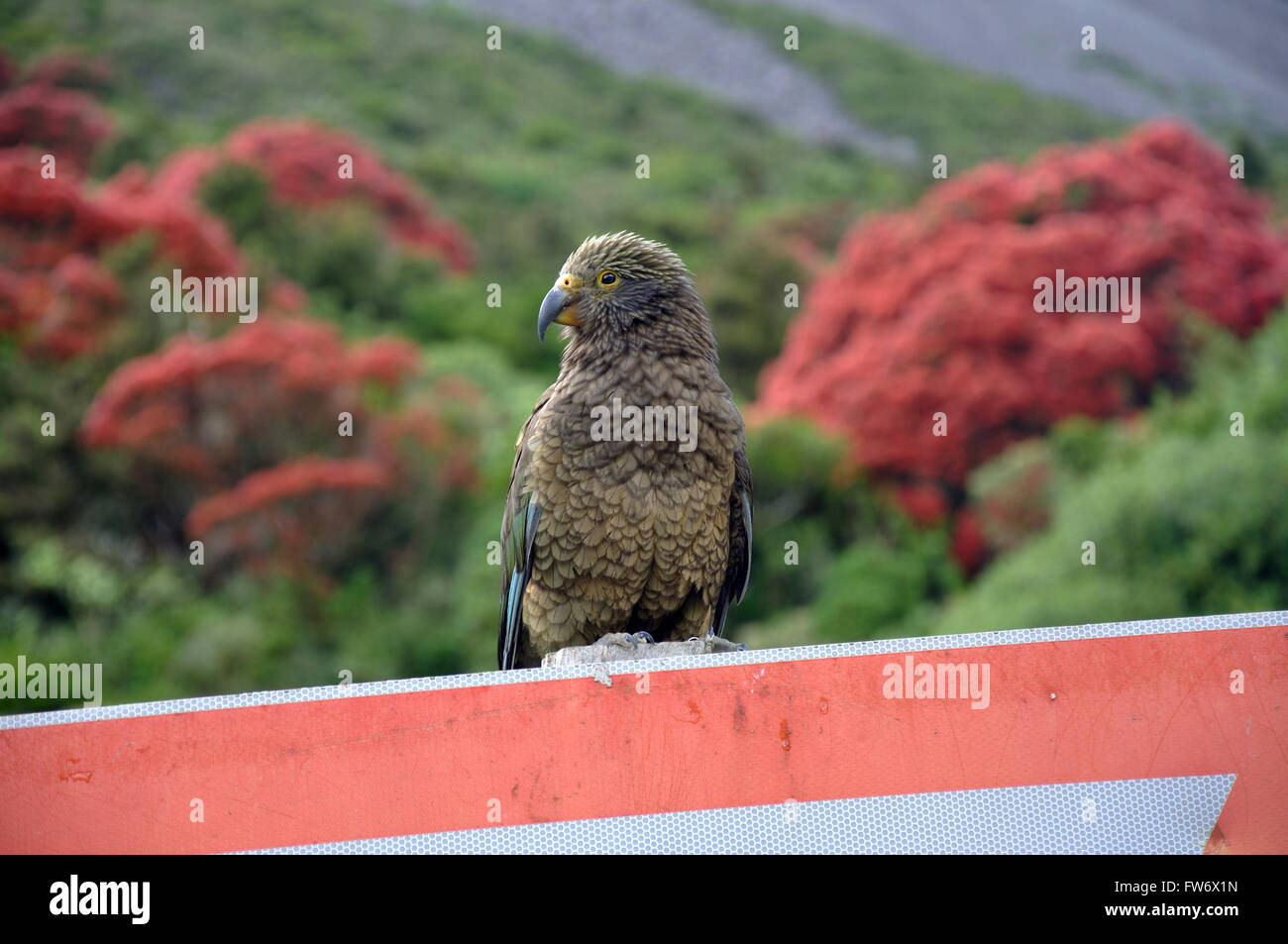 A New Zealand alpine parrot, the Kea, Nestor notabilis, resting on a give way sign at Arthur's Pass National Park Stock Photo