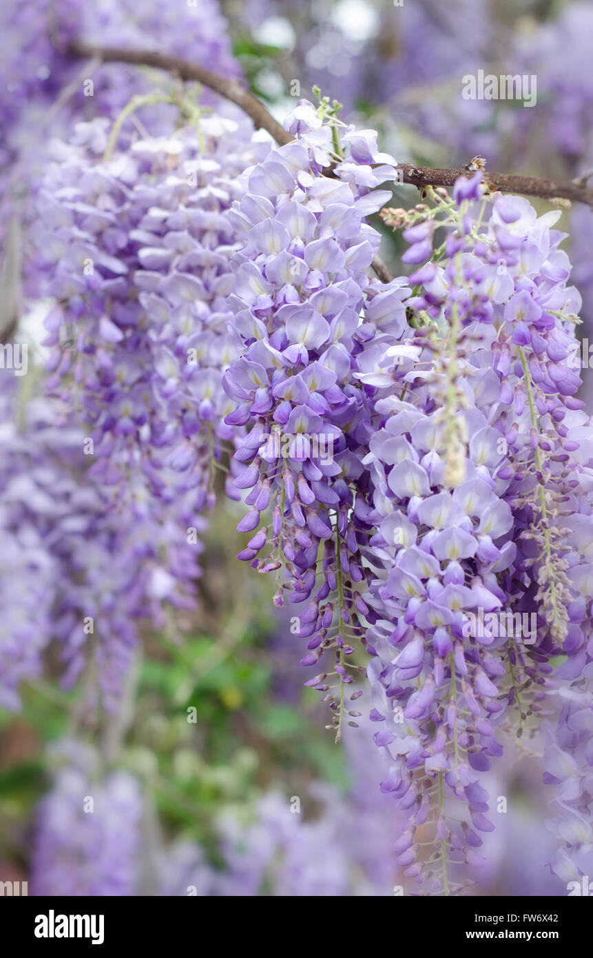 Wisteria flowers in spring Stock Photo