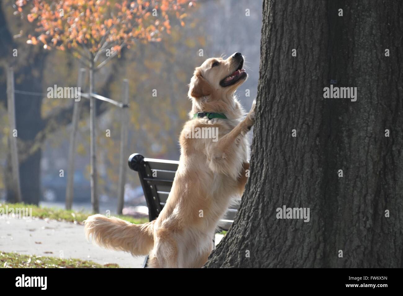 Golden retriever in the park hi-res stock photography and images - Alamy