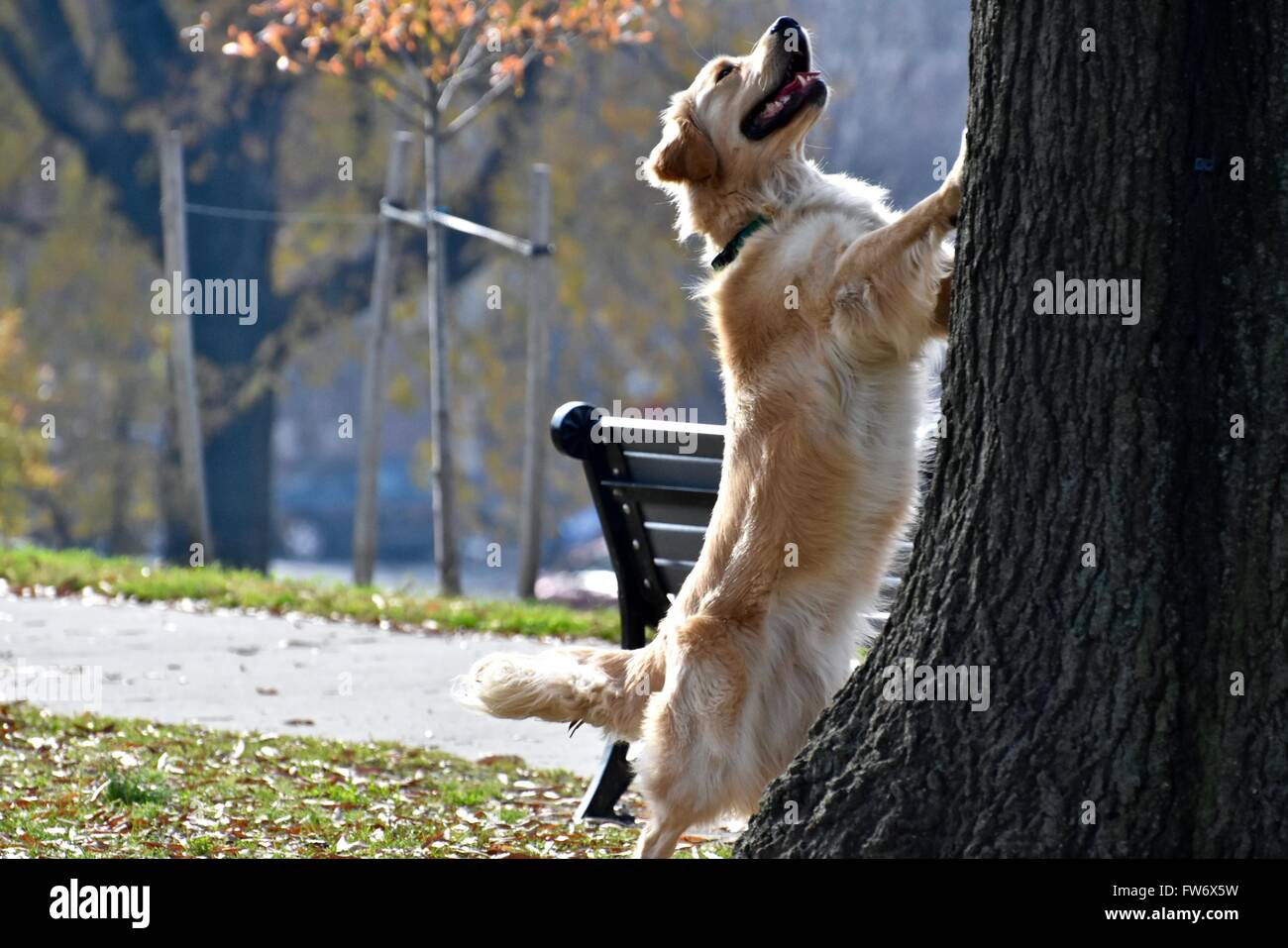 Golden retriever in the park hi-res stock photography and images - Alamy