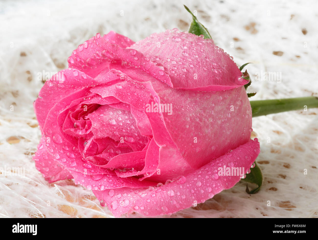 The close-up of a red rose Stock Photo - Alamy