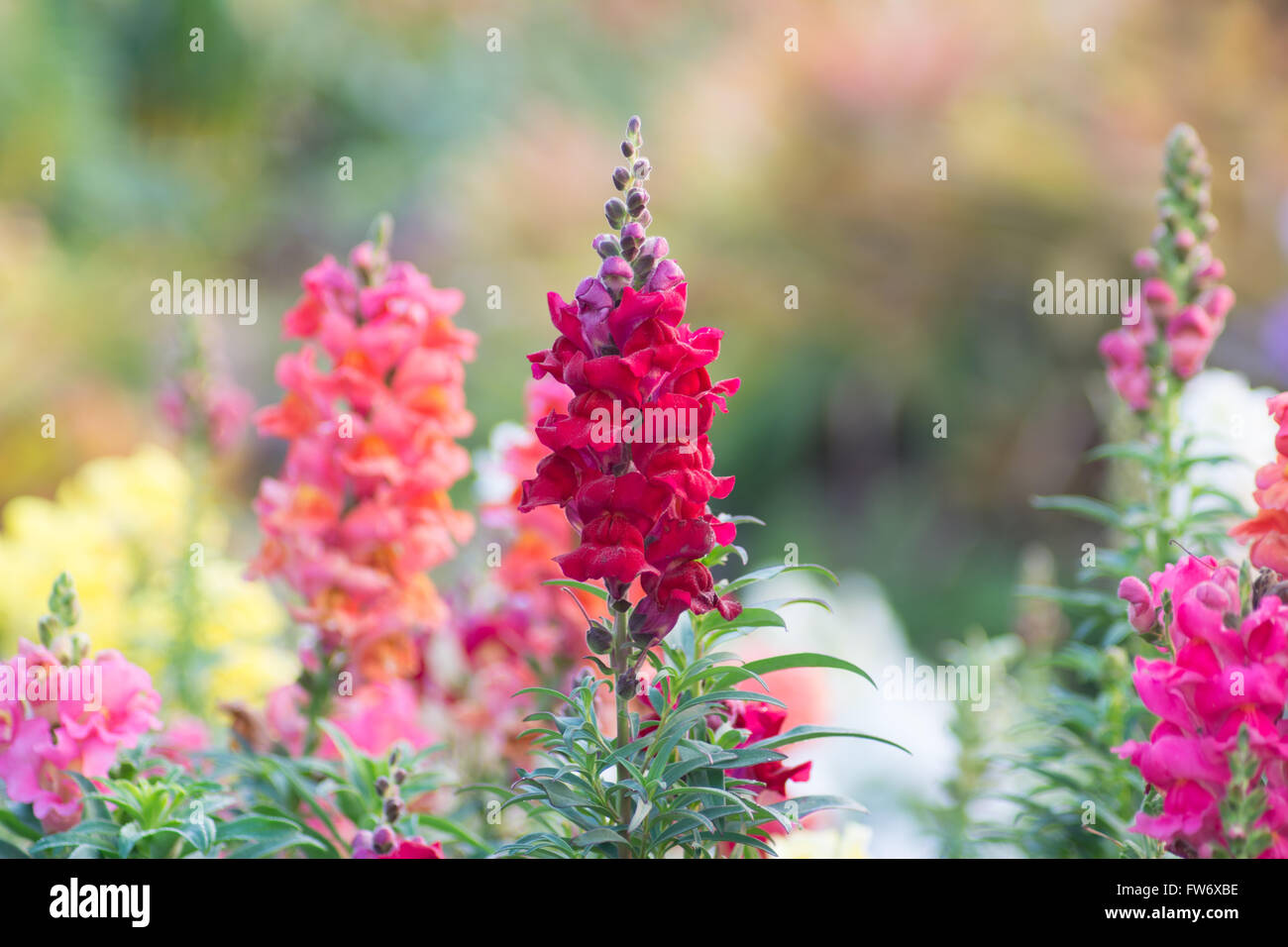 Snap dragon (Antirrhinum majus) blooming in garden Stock Photo