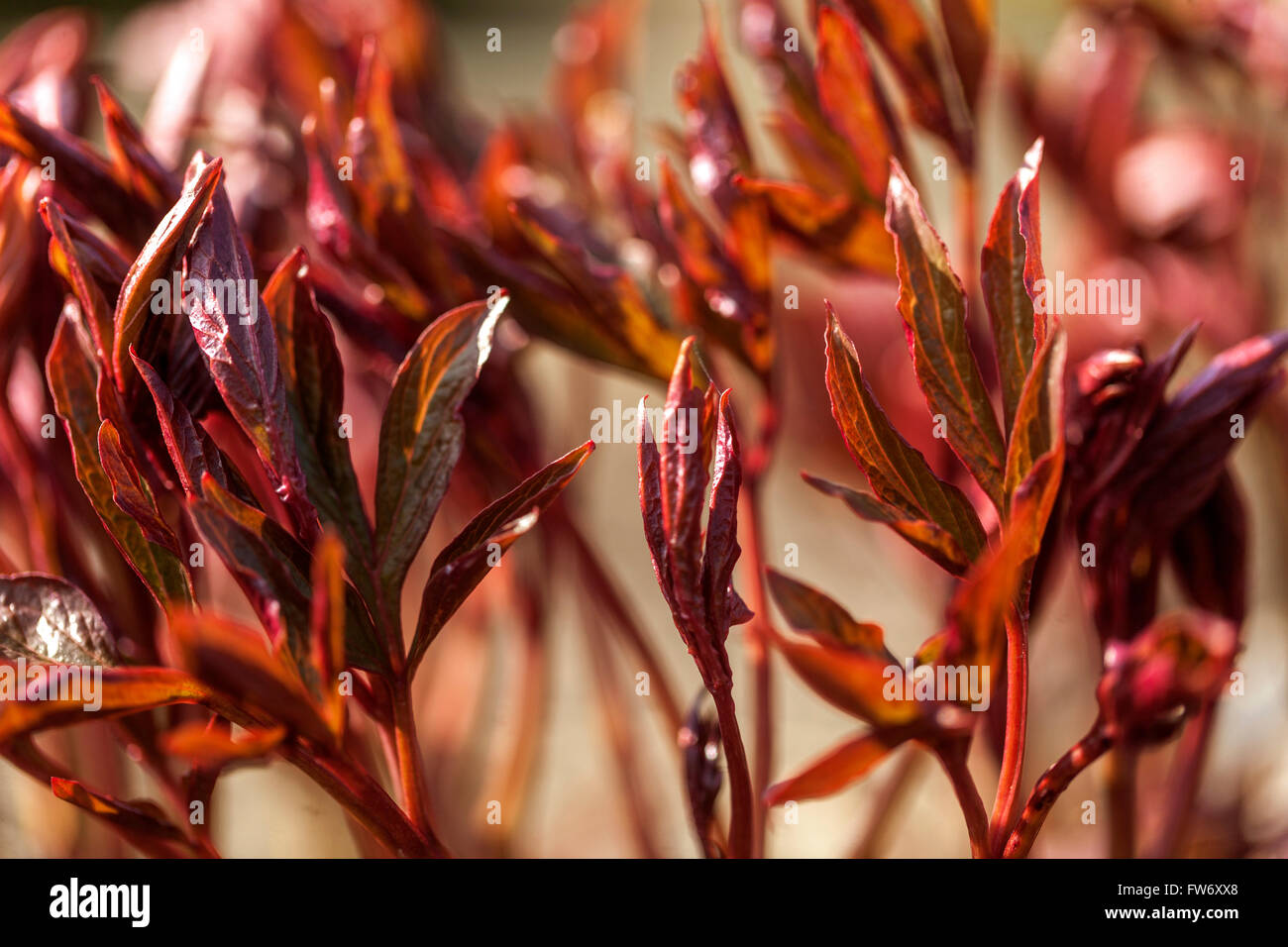 Bright red shoots of tree peonies Paeonia suffruticosa, new foliage budding in early spring Stock Photo