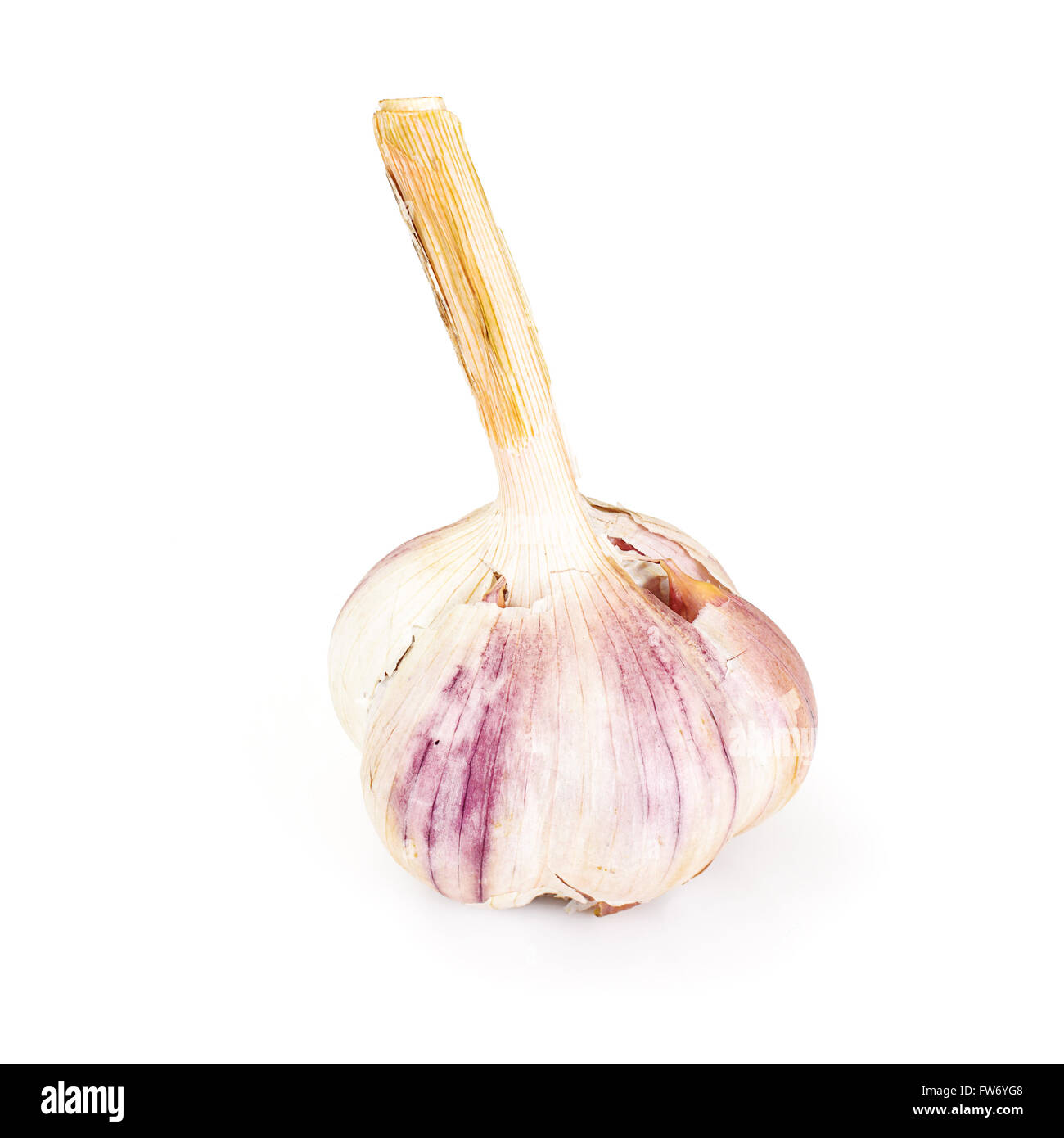 Garlic Head Isolated on White Background Stock Photo Alamy