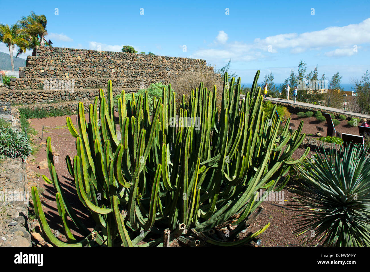 Spanien, Teneriffa, Parque Etnografico Piramides de Güimar, Kanaren-Wolfsmilch (Euphorbia canariensis), Stock Photo