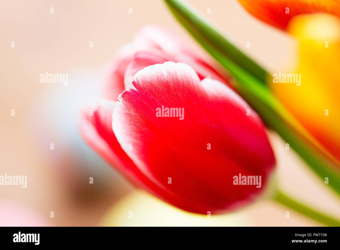 close up of tulip flowers Stock Photo - Alamy