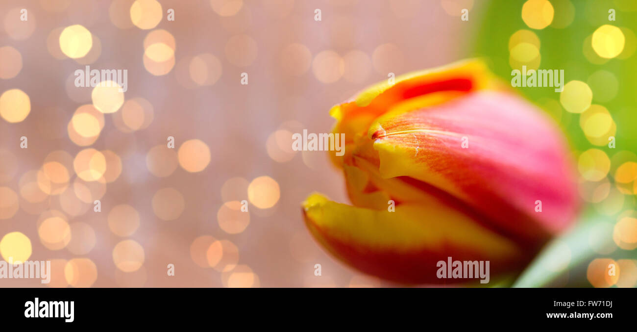 close up of tulip flower Stock Photo - Alamy