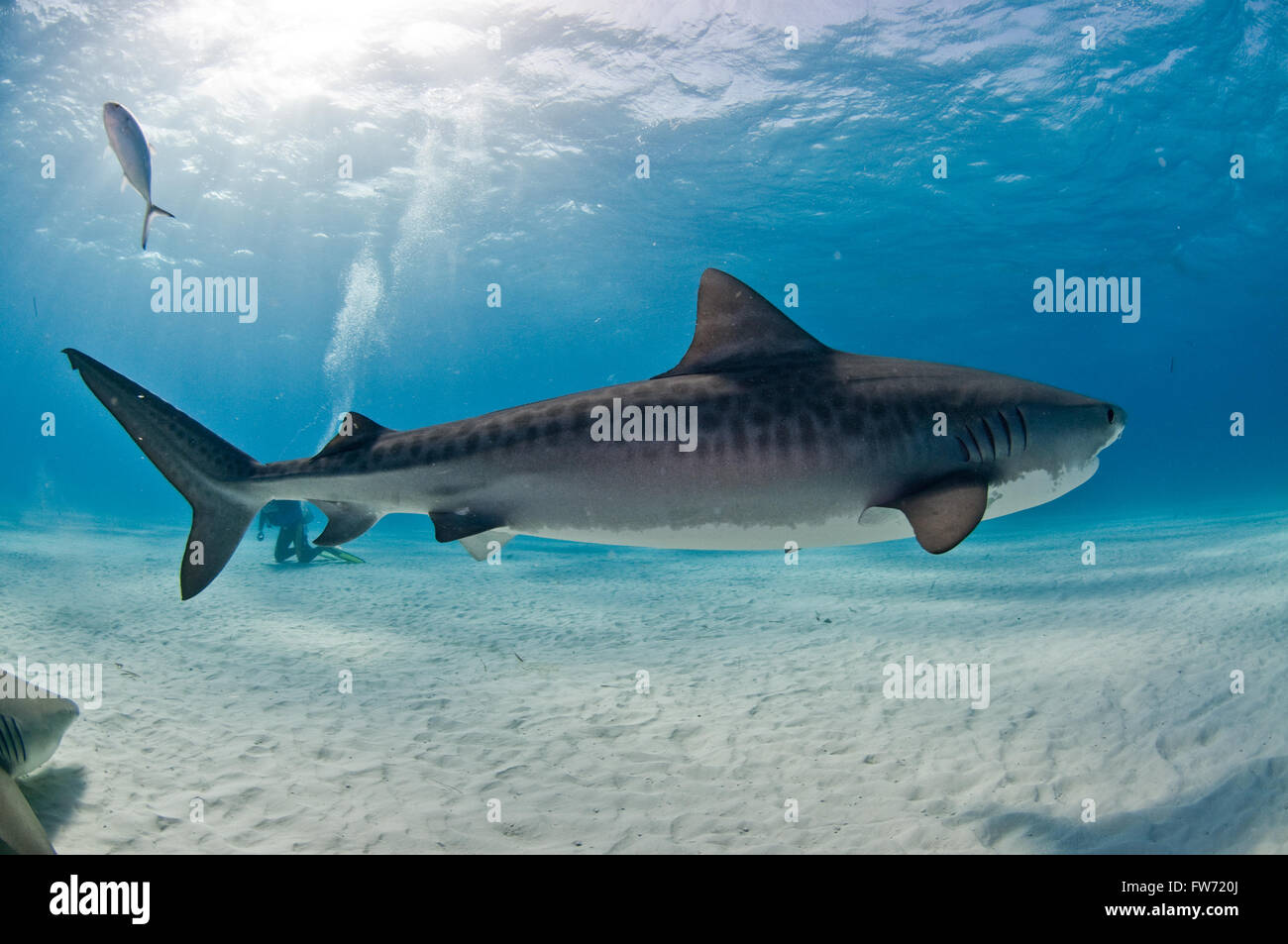 A tiger shark swimming peacefully by a diver, by a lemon