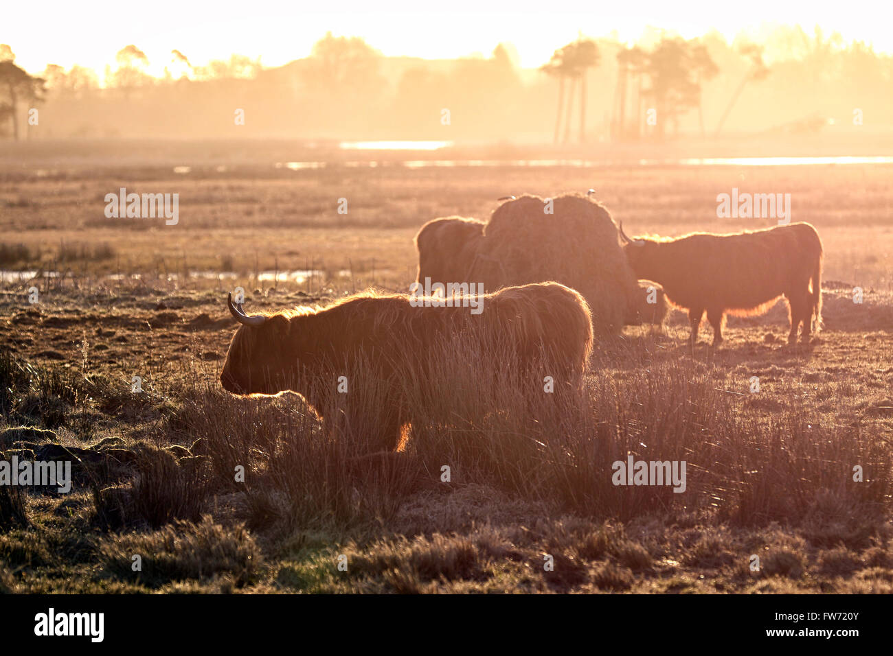 Highland cows are a Scottish cattle breed. Here backlit at dawn in a Scottish Field. Stock Photo