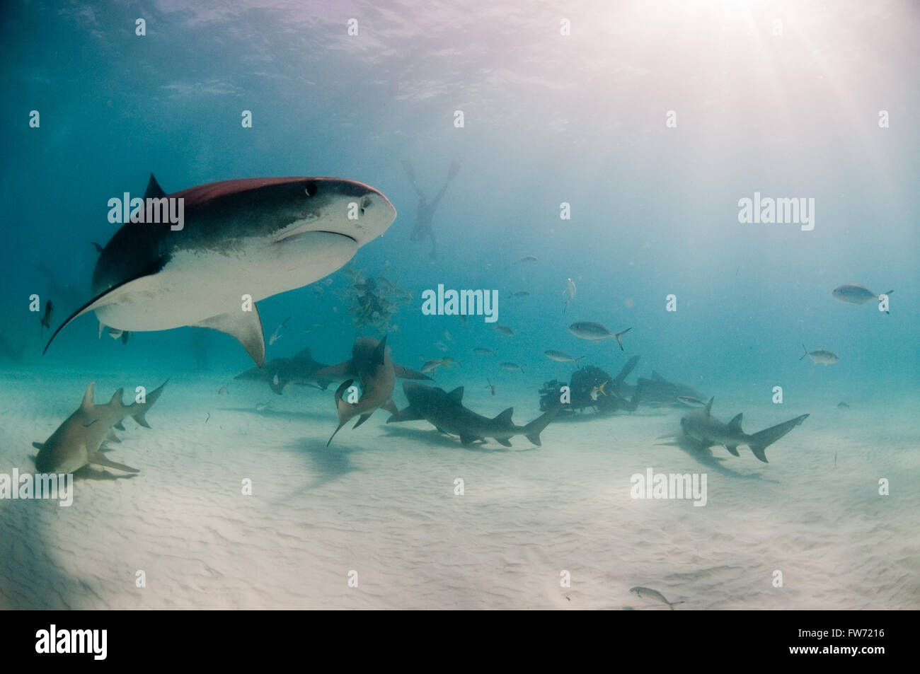 A curious tiger shark swimming by a group of divers and sharks on a baited dive. Stock Photo