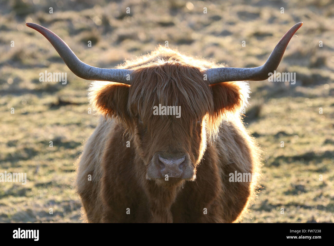 Highland cows are a Scottish cattle breed. Here backlit at dawn in a Scottish Field. Stock Photo