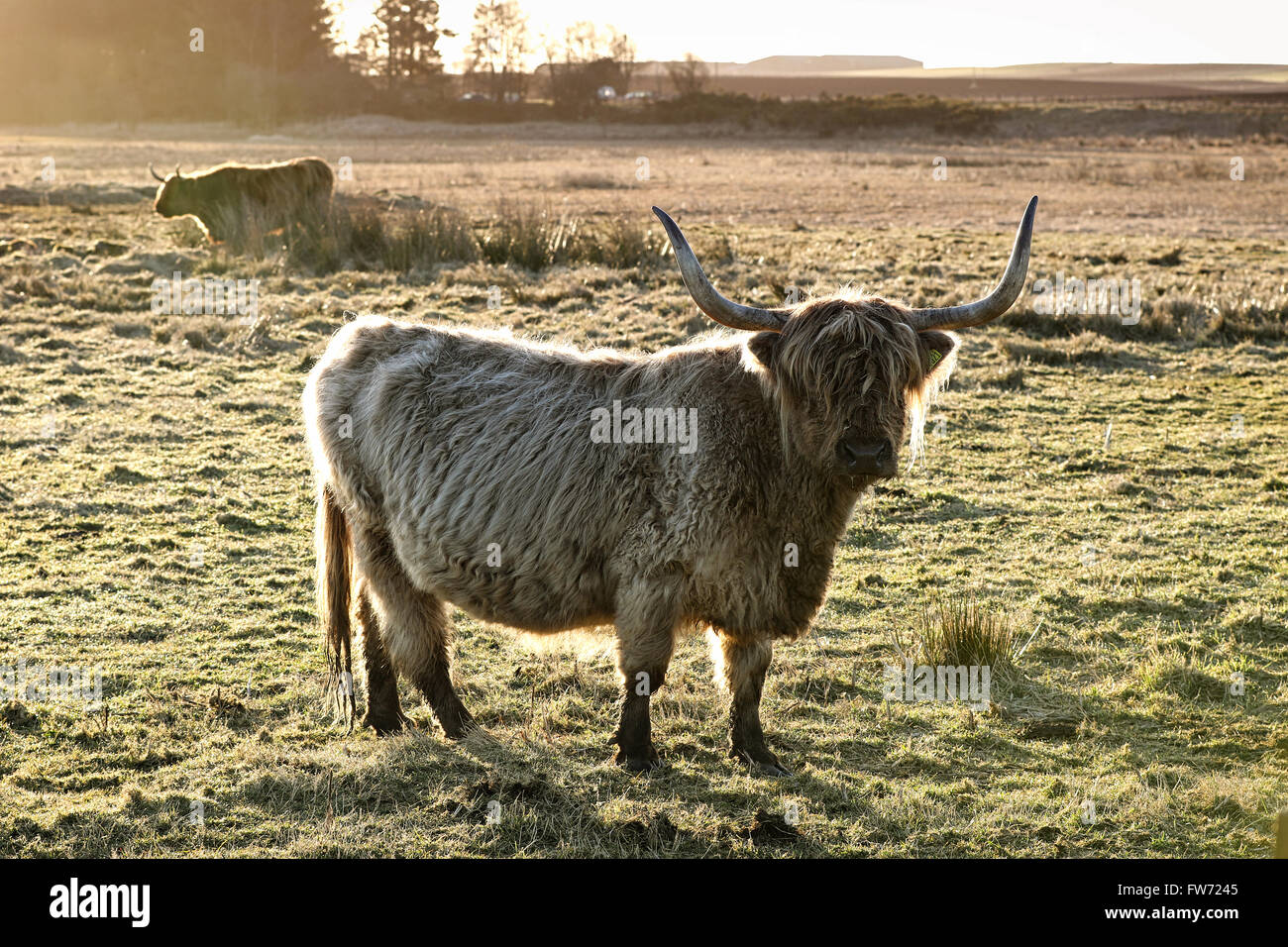 Highland cows are a Scottish cattle breed. Here backlit at dawn in a Scottish Field. Stock Photo