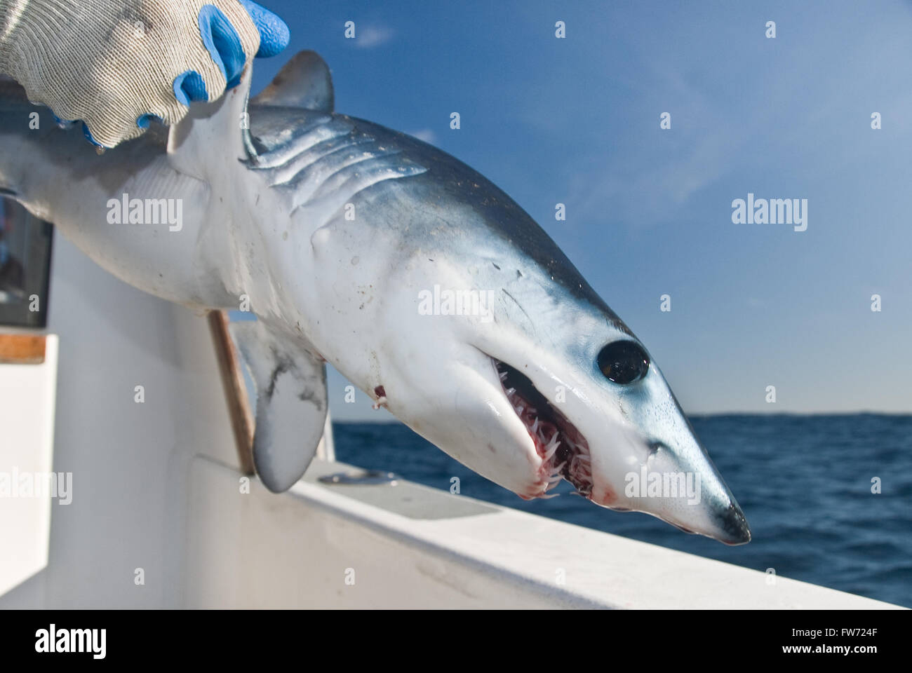 Mako shark teeth hires stock photography and images Alamy