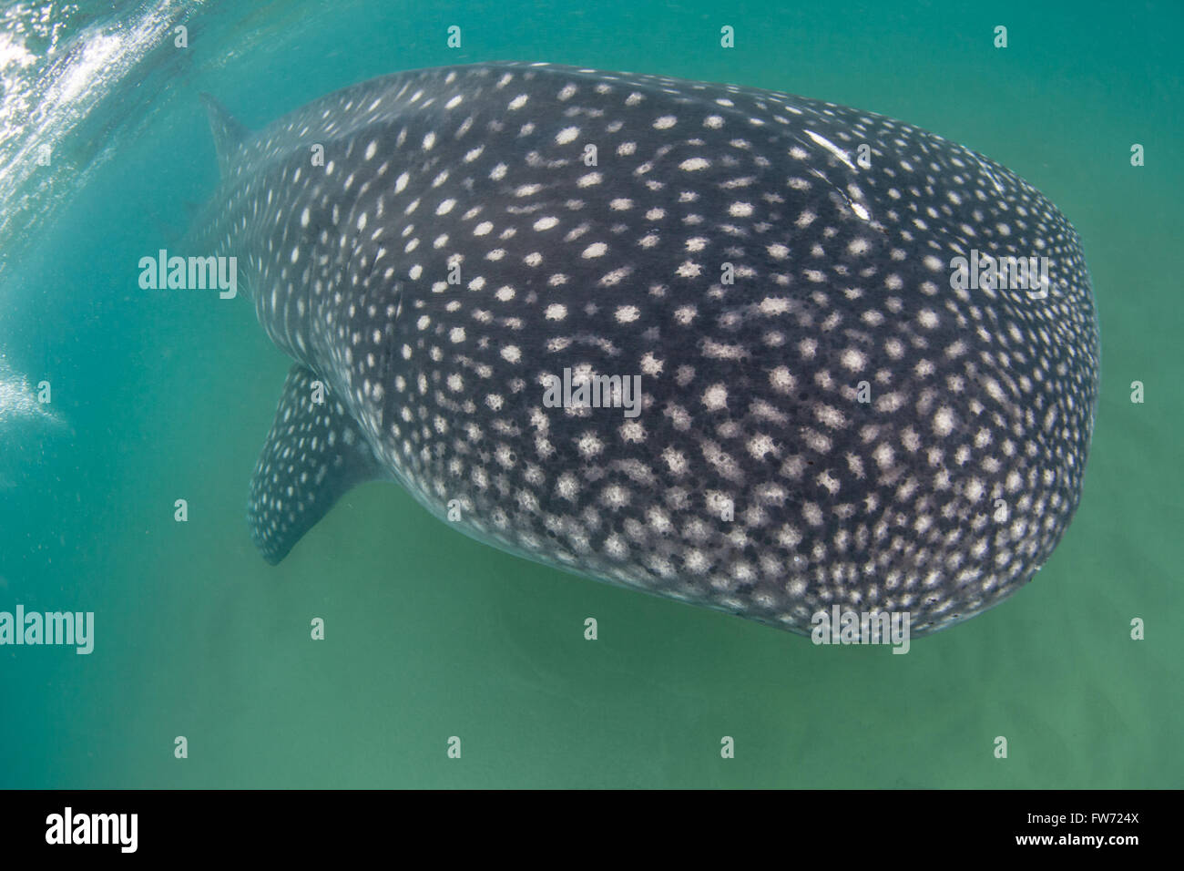 A close up of a whale shark swimming peacefully past in shallow water with a sandy bottom Stock Photo
