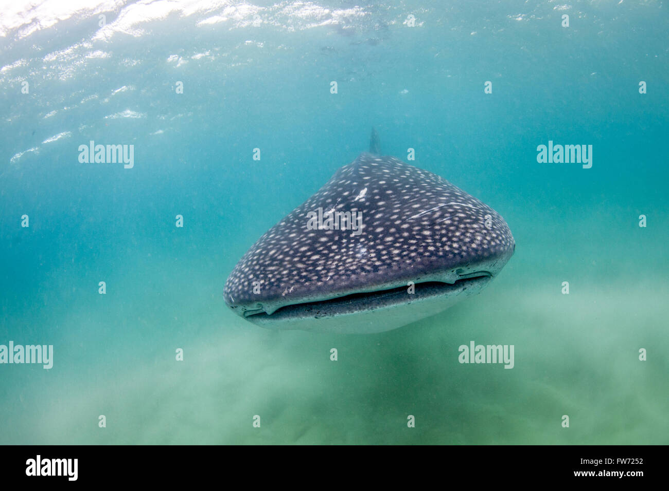 A whale shark peacefully approaching Stock Photo