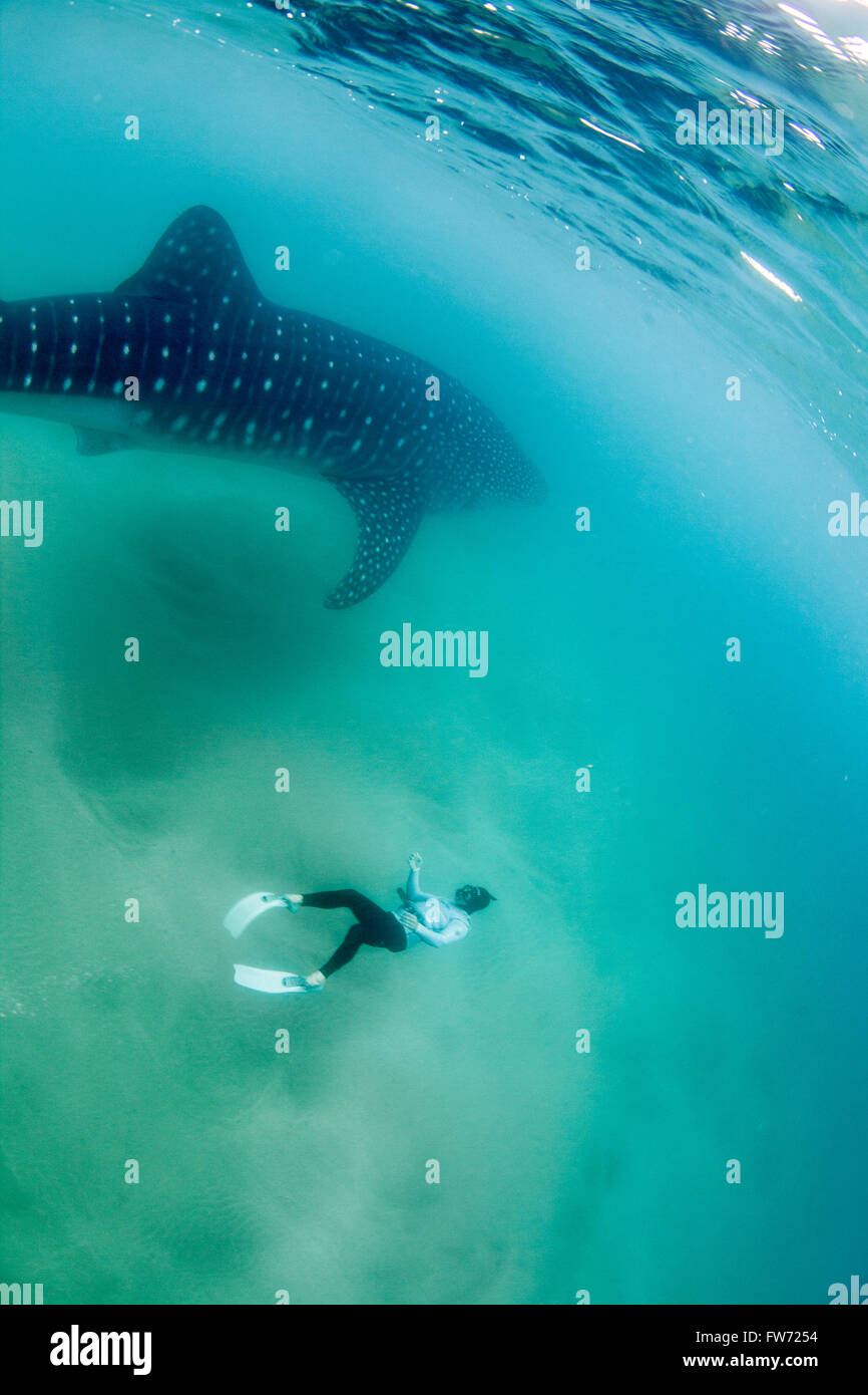 A free diver swimming next to a gigantic whale shark Stock Photo