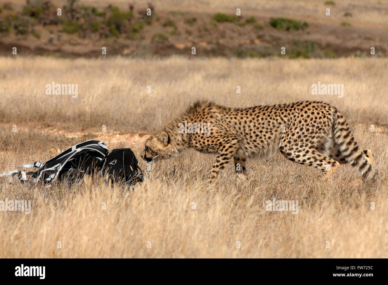 A curious cheetah investigating a tourists rucksack Stock Photo