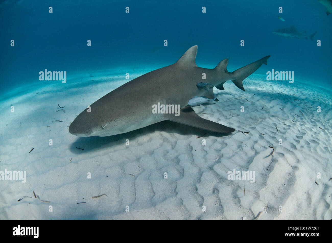 A lemon shark resting on the ocean floor Stock Photo