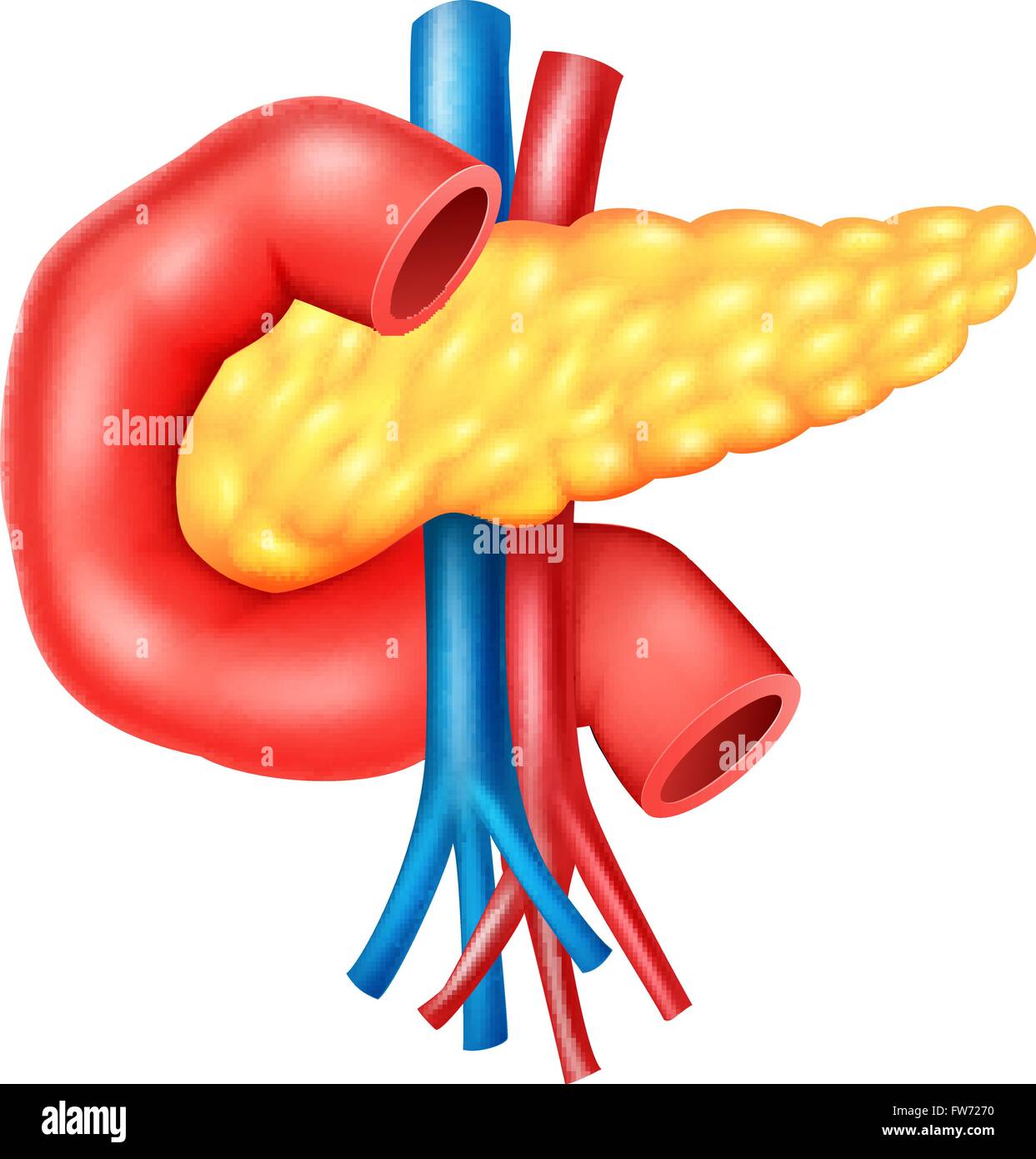 Illustration of Human Internal Pancreas Anatomy Stock Vector Image ...