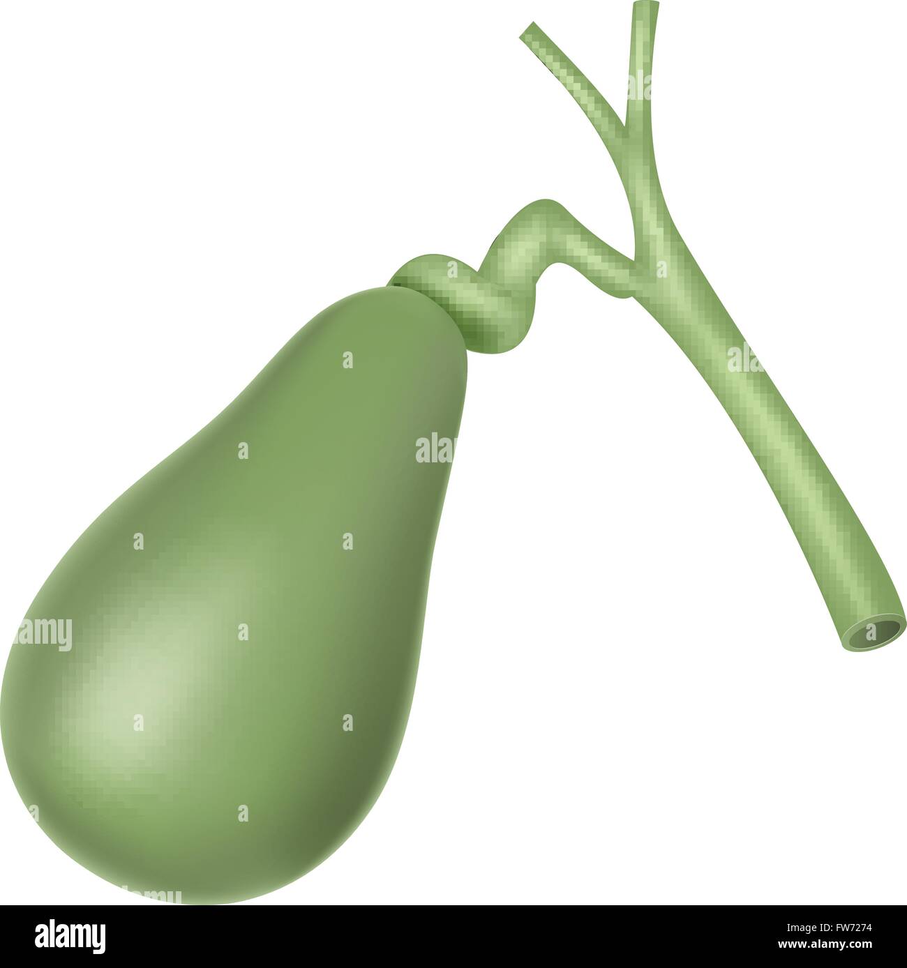 Illustration of Human gallbladder anatomy Stock Vector